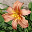 Hemerocallis Decatur Apricot